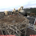 06_35-nest.jpg
