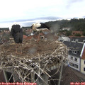 06_40-nest.jpg