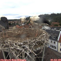 06_45-nest.jpg