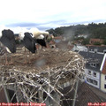 06_50-nest.jpg