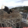 06_55-nest.jpg