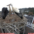 07_00-nest.jpg