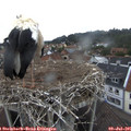 07_05-nest.jpg