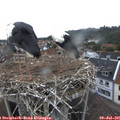 07_10-nest.jpg
