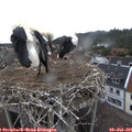 07_15-nest.jpg