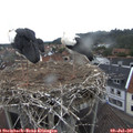 07_20-nest.jpg