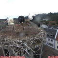 07_25-nest.jpg
