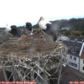 07_30-nest.jpg