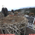 07_40-nest.jpg