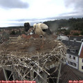 07_45-nest.jpg