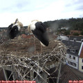 07_50-nest.jpg