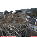 08_00-nest.jpg