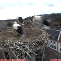 08_05-nest.jpg