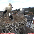 08_10-nest.jpg