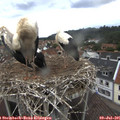 08_15-nest.jpg