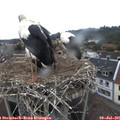 08_20-nest.jpg