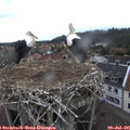 08_25-nest.jpg