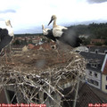08_30-nest.jpg