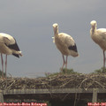 08_35-mast.jpg