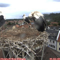 08_35-nest.jpg