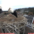 08_40-nest.jpg