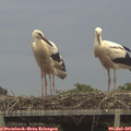 08_55-mast.jpg