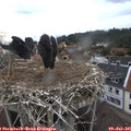 08_55-nest.jpg