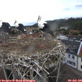 09_00-nest.jpg