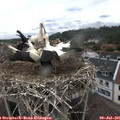 09_10-nest.jpg