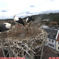 09_15-nest.jpg