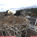 09_20-nest.jpg