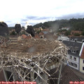 09_25-nest.jpg