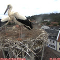 09_30-nest.jpg