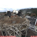 09_35-nest.jpg