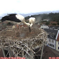 09_40-nest.jpg