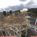 09_50-nest.jpg
