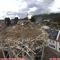 09_55-nest.jpg