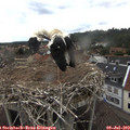 10_20-nest.jpg