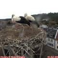 10_25-nest.jpg
