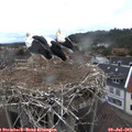10_30-nest.jpg