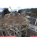 10_35-nest.jpg