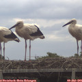 10_40-mast.jpg