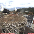 10_40-nest.jpg