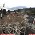 10_45-nest.jpg