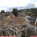 10_50-nest.jpg