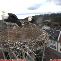 11_00-nest.jpg