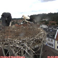 11_05-nest.jpg