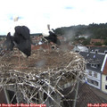 11_10-nest.jpg