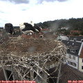 11_15-nest.jpg