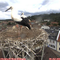 11_25-nest.jpg